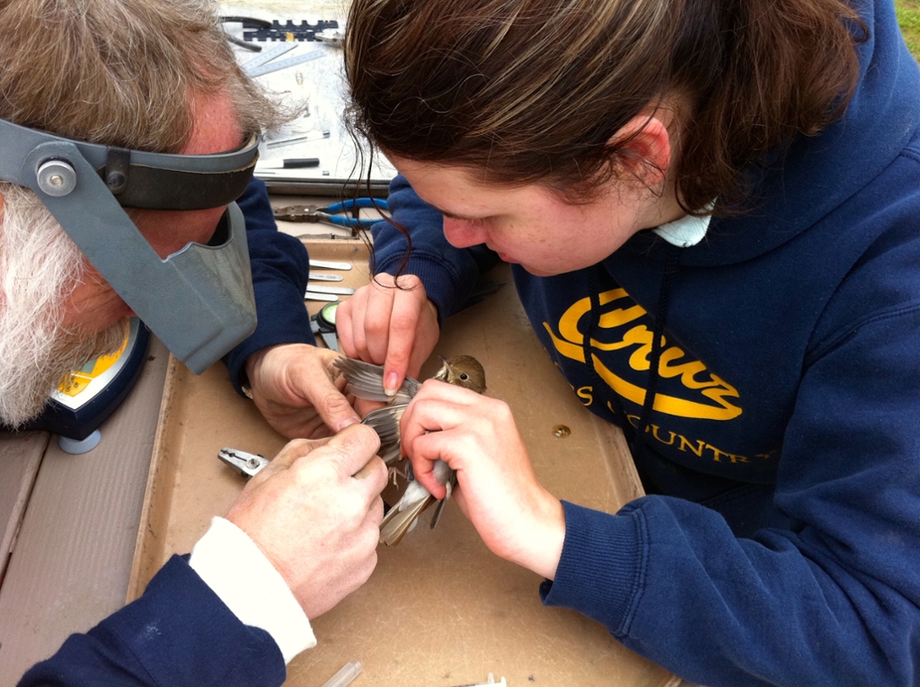 Graduate student Jazzy Dingler and biologist Stan Wright from the Sacramento Yolo Vector Control District examine a songbird for ticks.