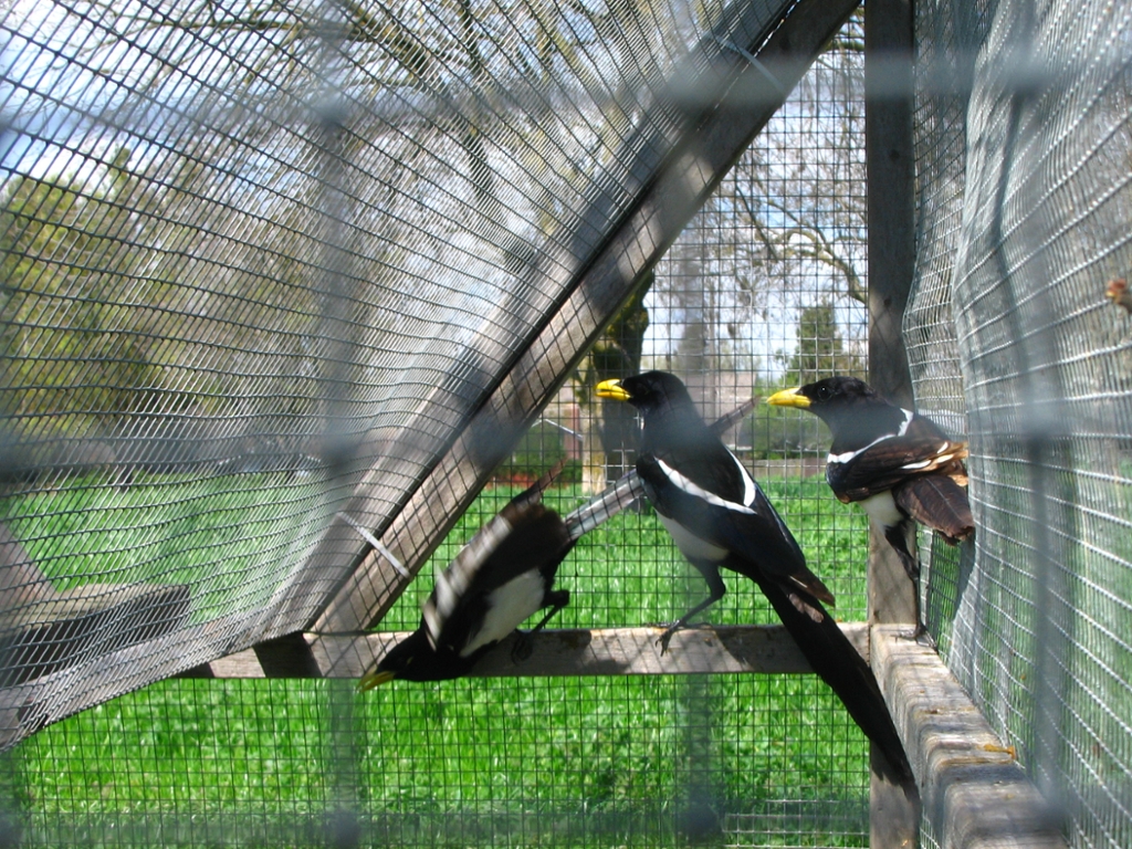 Yellow-billed magpies are endemic to the Sacramento Valley and Central Coast Ranges of California. They are particularly susceptible to West Nile virus.